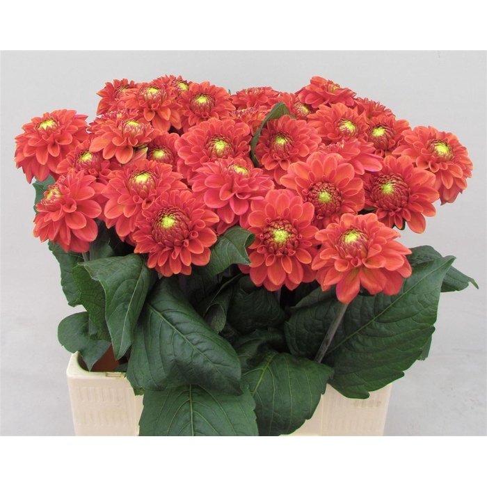<h4>Dahlia Ball Orange Fox</h4>