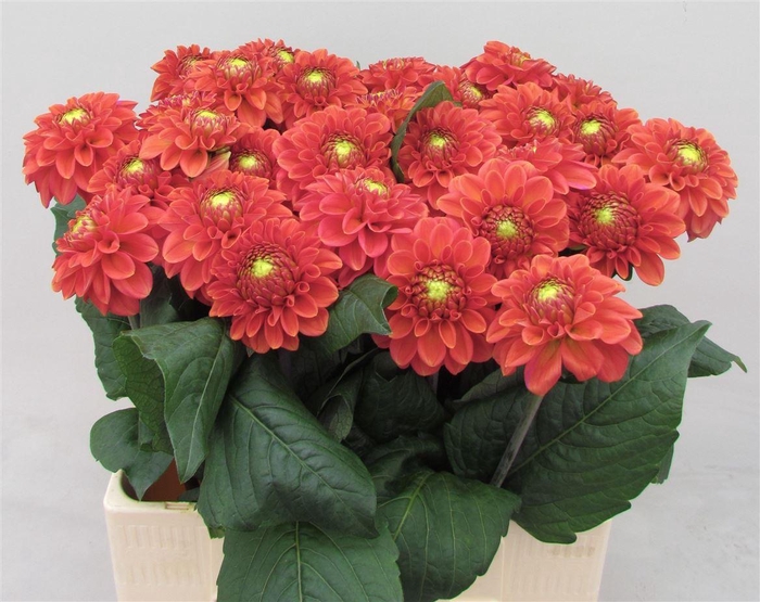 Dahlia Ball Orange Fox