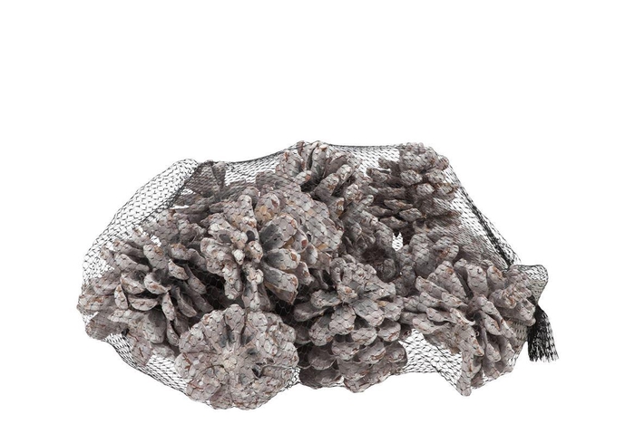 Nature Pinus Pinea Stone Washed White P/12