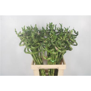 Drac S Lucky Bamboo 70cm