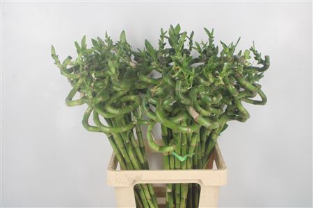 <h4>Drac S Lucky Bamboo 70cm</h4>