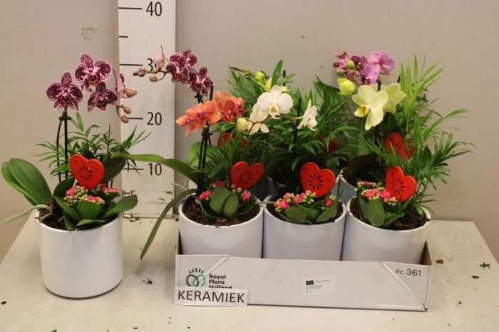 <h4>ARR KAMERPL BLOEI</h4>