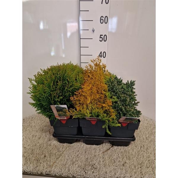 <h4>Coniferen mix platte soorten P17 potgekweekt</h4>