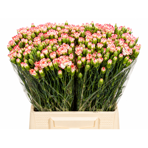 Dianthus Sp Minuetto