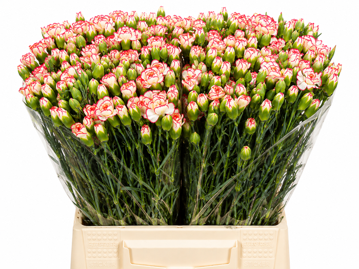 <h4>Dianthus Sp Minuetto</h4>