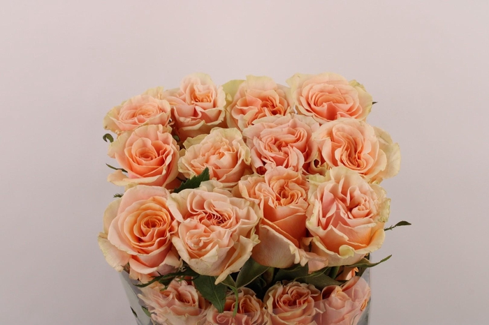 <h4>R Gr Phoenix</h4>