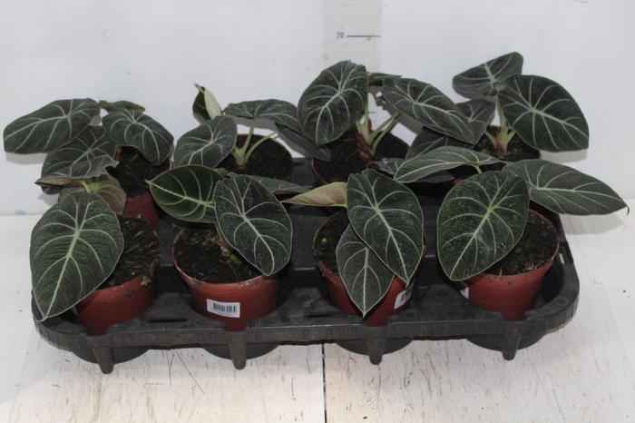 <h4>ALOCASIA BLACK P12</h4>