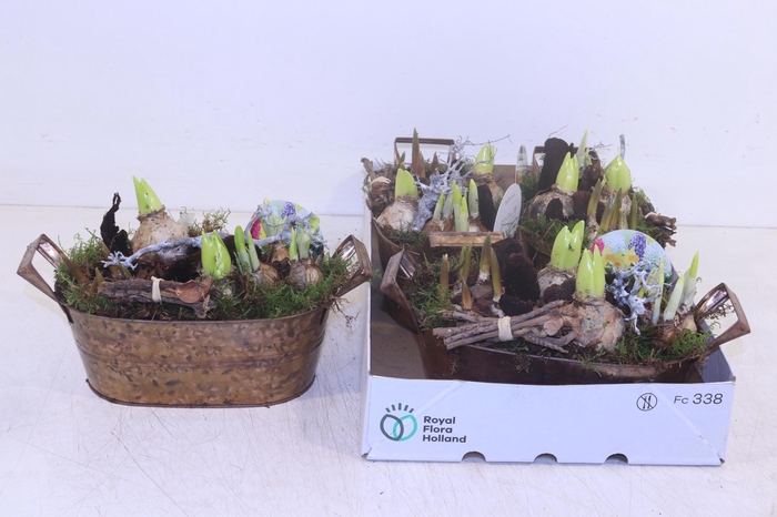 <h4>ARR BOL KNOLGEWAS</h4>