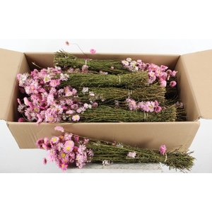 DF Acrolinium Bs Pink