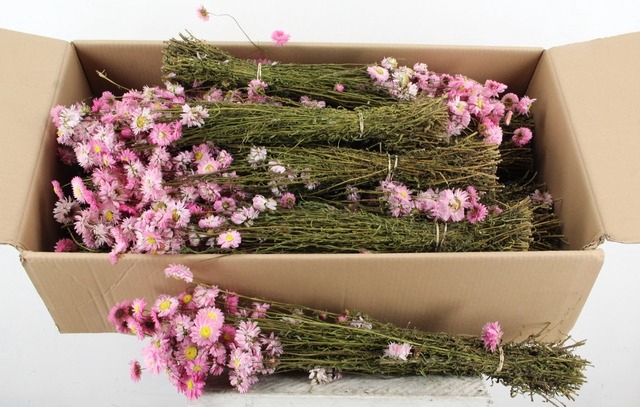 <h4>DF Acrolinium Bs Pink</h4>