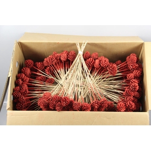 Stick Pine Cone Red