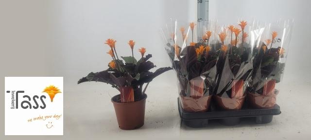 <h4>Calat Crocata</h4>