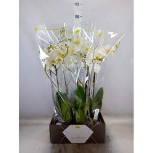 Phalaenopsis   ...white