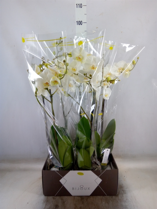 <h4>Phalaenopsis   ...white</h4>