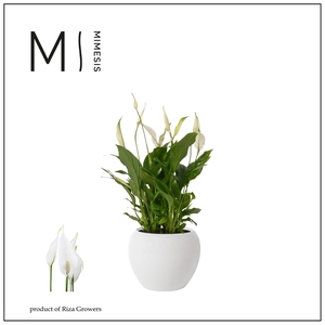 Spathiphyllum Bellini - 13 cm in Bolpot Wit