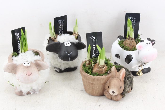 <h4>arr4 Narcis RN - Farmyard Friends x8</h4>