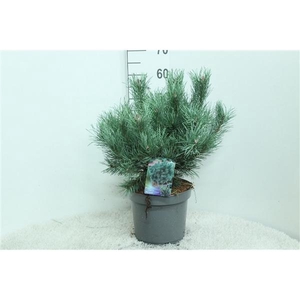 Pinus sylv. 'Watereri' P26 potgedrukt
