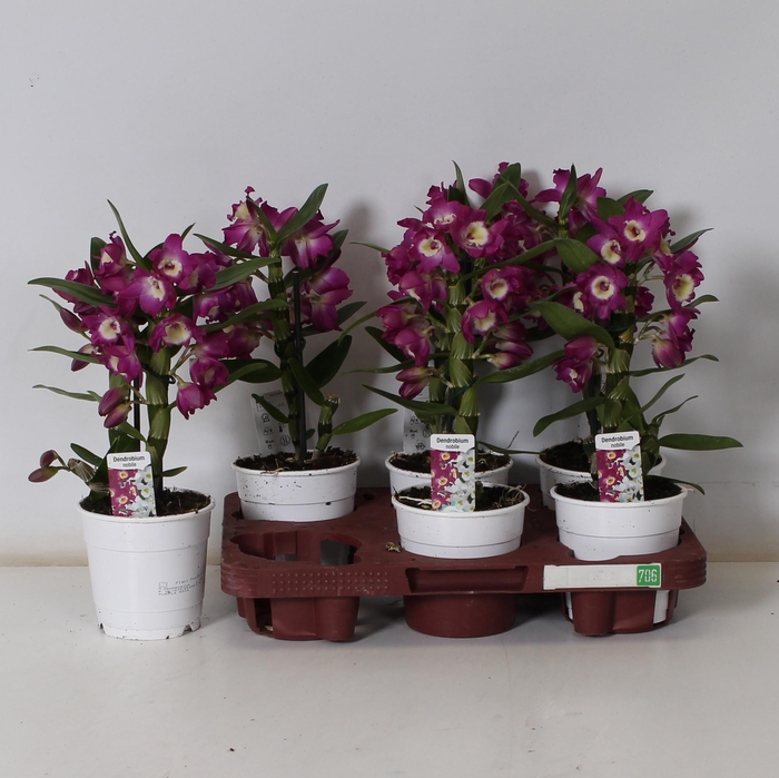 <h4>DEND NOBILE</h4>