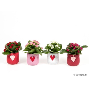 KALANCHOE BLOSSFELDIANA 'MINI'