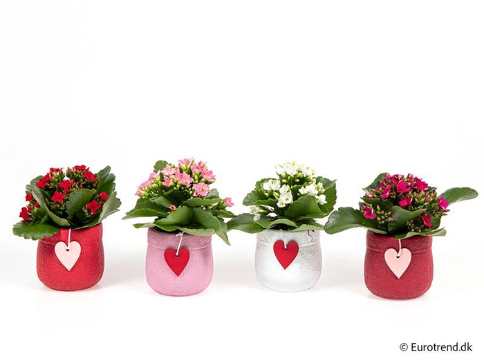 <h4>KALANCHOE BLOSSFELDIANA 'MINI'</h4>