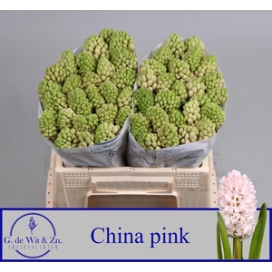 HYAC CHINA PINK