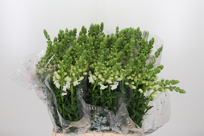 <h4>Antir Antibes White</h4>
