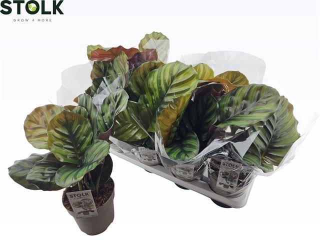 <h4>CALAT FASCIATA</h4>