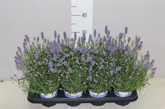 <h4>Lavandula An Hidcote</h4>
