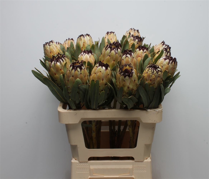 <h4>Protea Lady Pearl</h4>