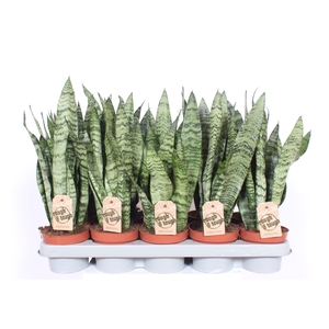 Sansevieria zeylanica