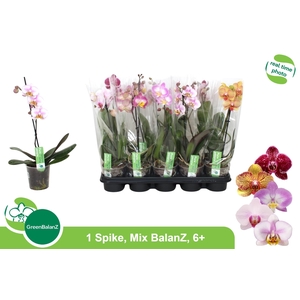 PHAL GEM