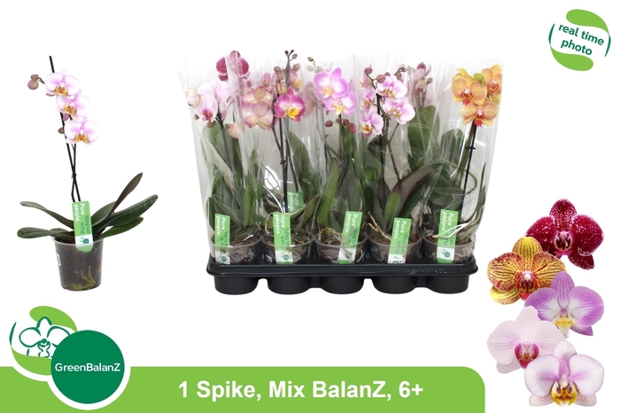 PHAL GEM