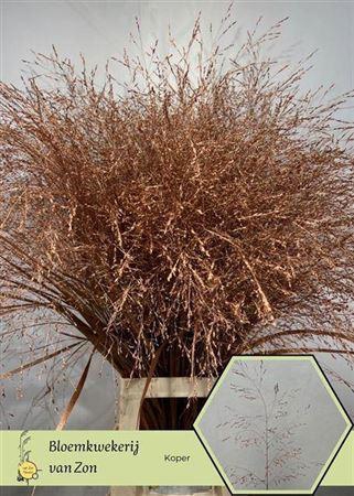 <h4>Siergras Koper</h4>