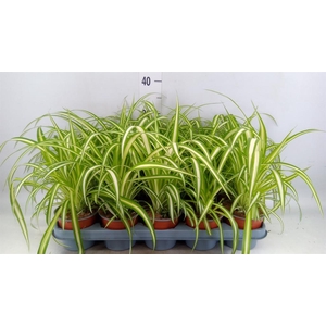 Chlorophytum com. 'Variegatum'