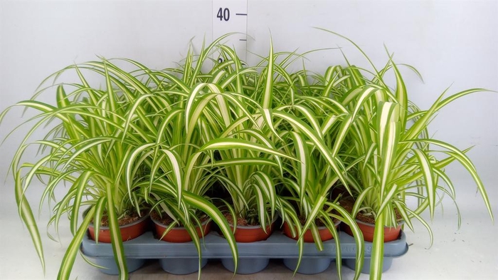 <h4>Chlorophytum com. 'Variegatum'</h4>