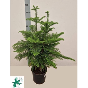 Araucaria Heterophylla 24Ø 120cm 6pp