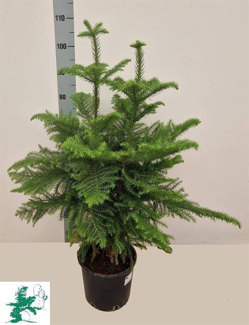Araucaria Heterophylla 24Ø 120cm 6pp