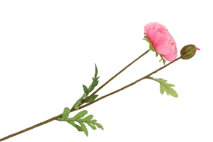 <h4>Silk Papaver Branch Pink L64cm</h4>