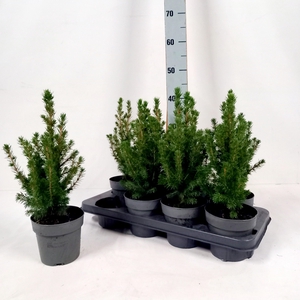 PICEA GL CONICA