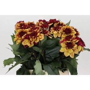 Dahlia Creme de Cognac