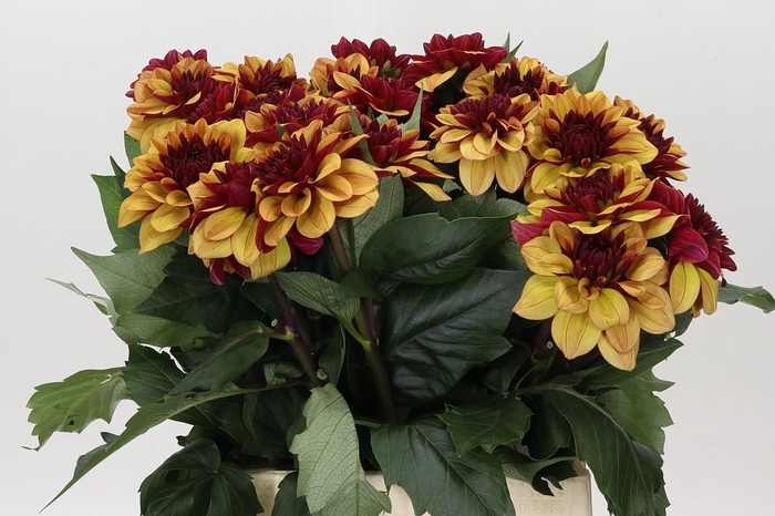 Dahlia Creme de Cognac