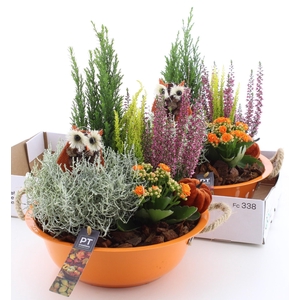 ARR TUINPLANTEN
