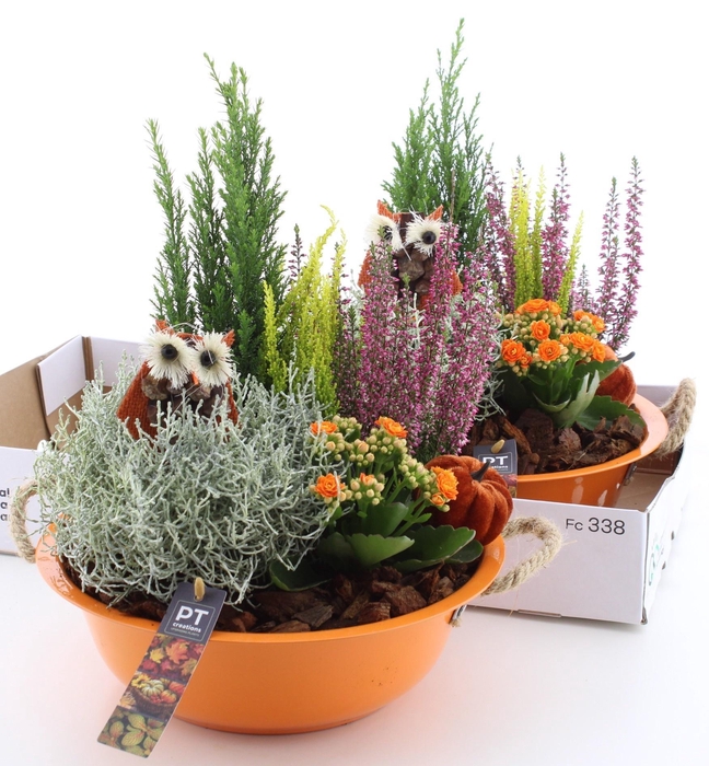 <h4>ARR TUINPLANTEN</h4>