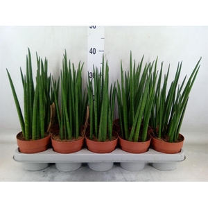 Sansevieria bacularis