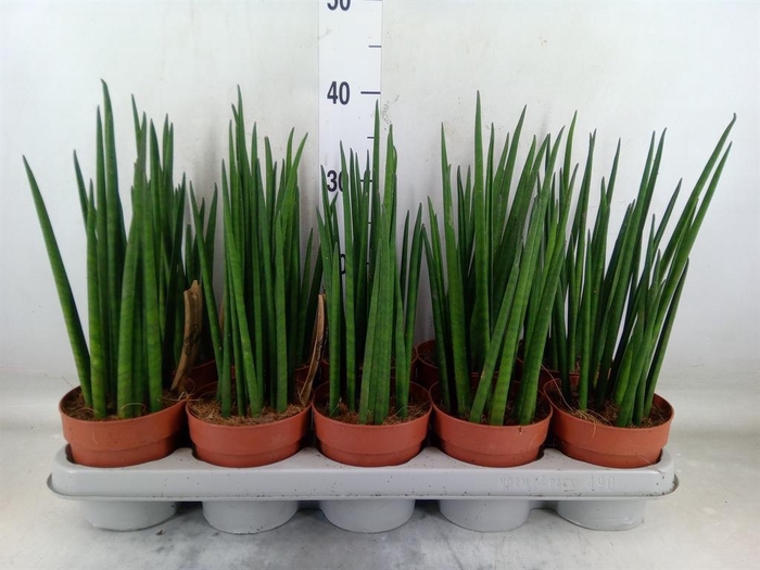 <h4>Sansevieria bacularis</h4>