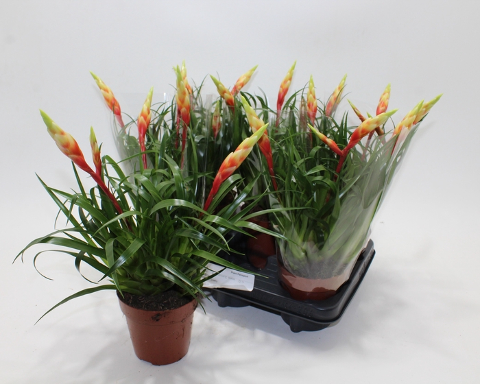 <h4>VRIES SHANNON</h4>