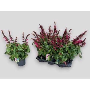 SALVIA  LAKE FLAMING
