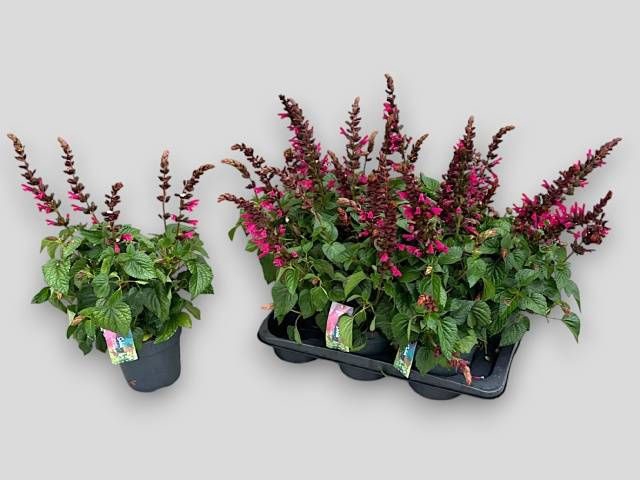 <h4>SALVIA  LAKE FLAMING</h4>