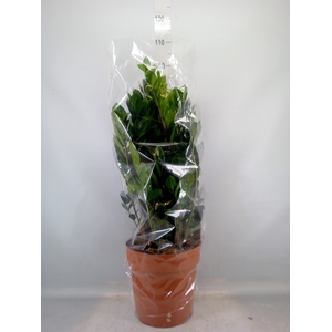 Zamioculcas zamiifolia