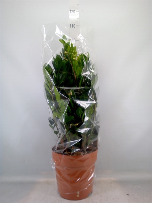 <h4>Zamioculcas zamiifolia</h4>